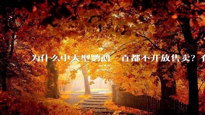 为什么中大型鹦鹉一直都不开放售卖？有哪些原因呢?